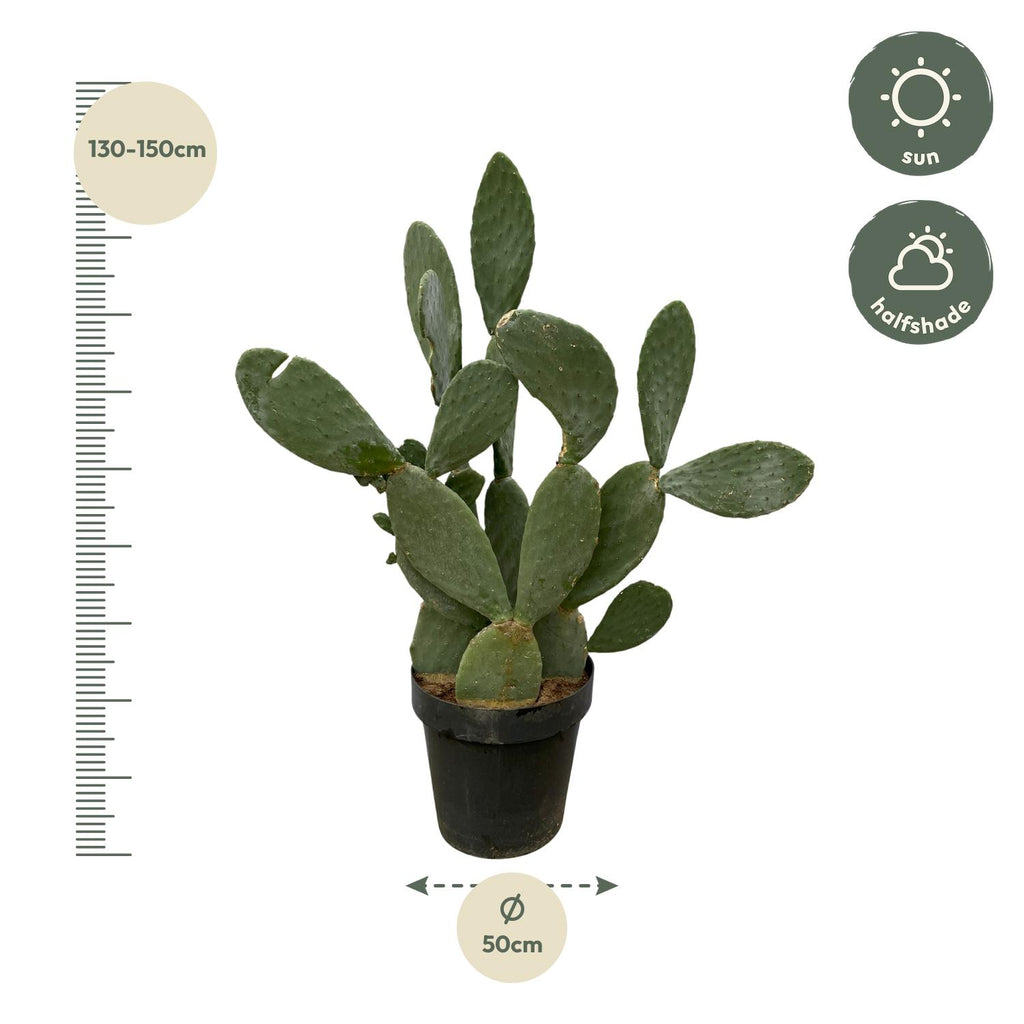 Cactus Opuntia (schijfcactus) – Ø38 cm, 120 cm hoog