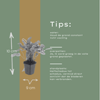 Asplenium scolopendrium (Schuppenfarn) – 6 Pflanzen, Ø9 cm, 10–25 cm hoch