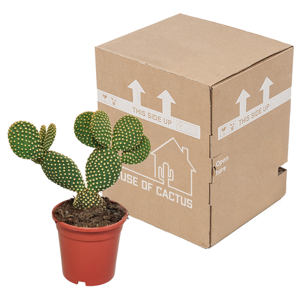 Opuntia microdasys (skivekaktus) uden potteskjulere – Ø17 cm, 17 cm høj