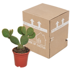 Opuntia microdasys (skivekaktus) uden potteskjulere – Ø17 cm, 17 cm høj