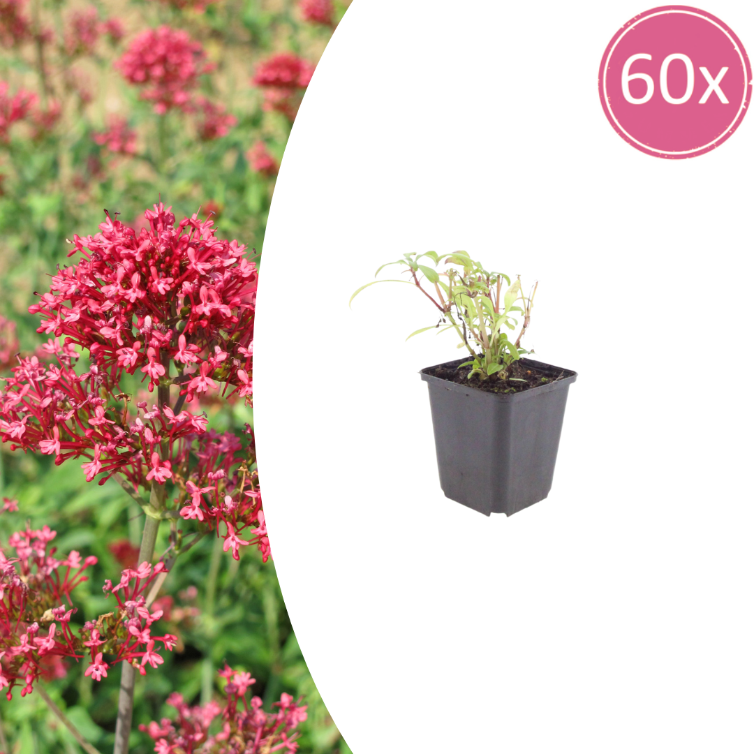 Centranthus ruber 'Coccineus' (spoorbloem) – 60 planten, Ø9 cm, 10–25 cm hoog