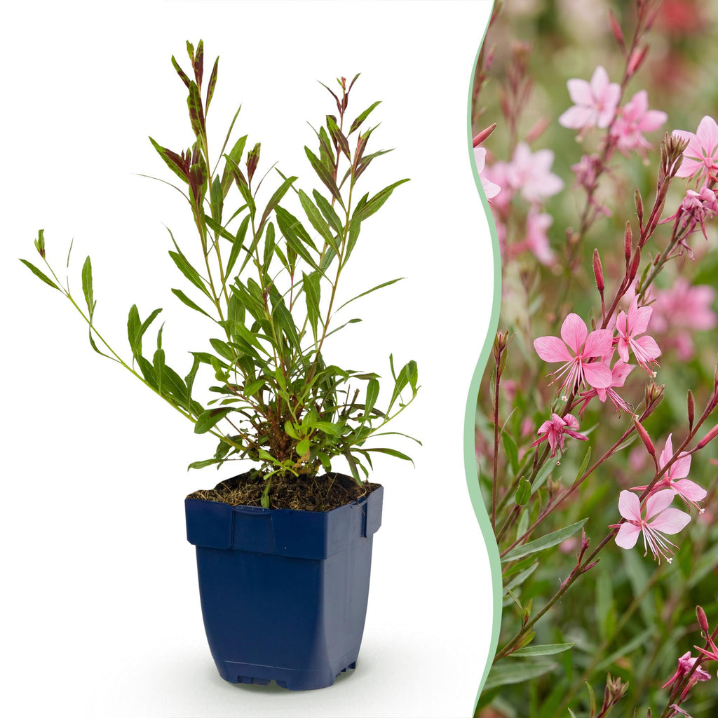 Gaura lindh. 'Florgauros' (prachtkaars) – pink – 6 plants, Ø11 cm, 15–25 cm high