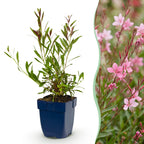 Gaura lindh. 'Florgauros' (prachtkaars) – pink – 6 plants, Ø11 cm, 15–25 cm high