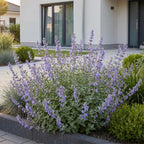 Nepeta faassenii 'Walker’s Low' (menthe pour chat) – bleu – Ø11 cm, 15–25 cm de haut