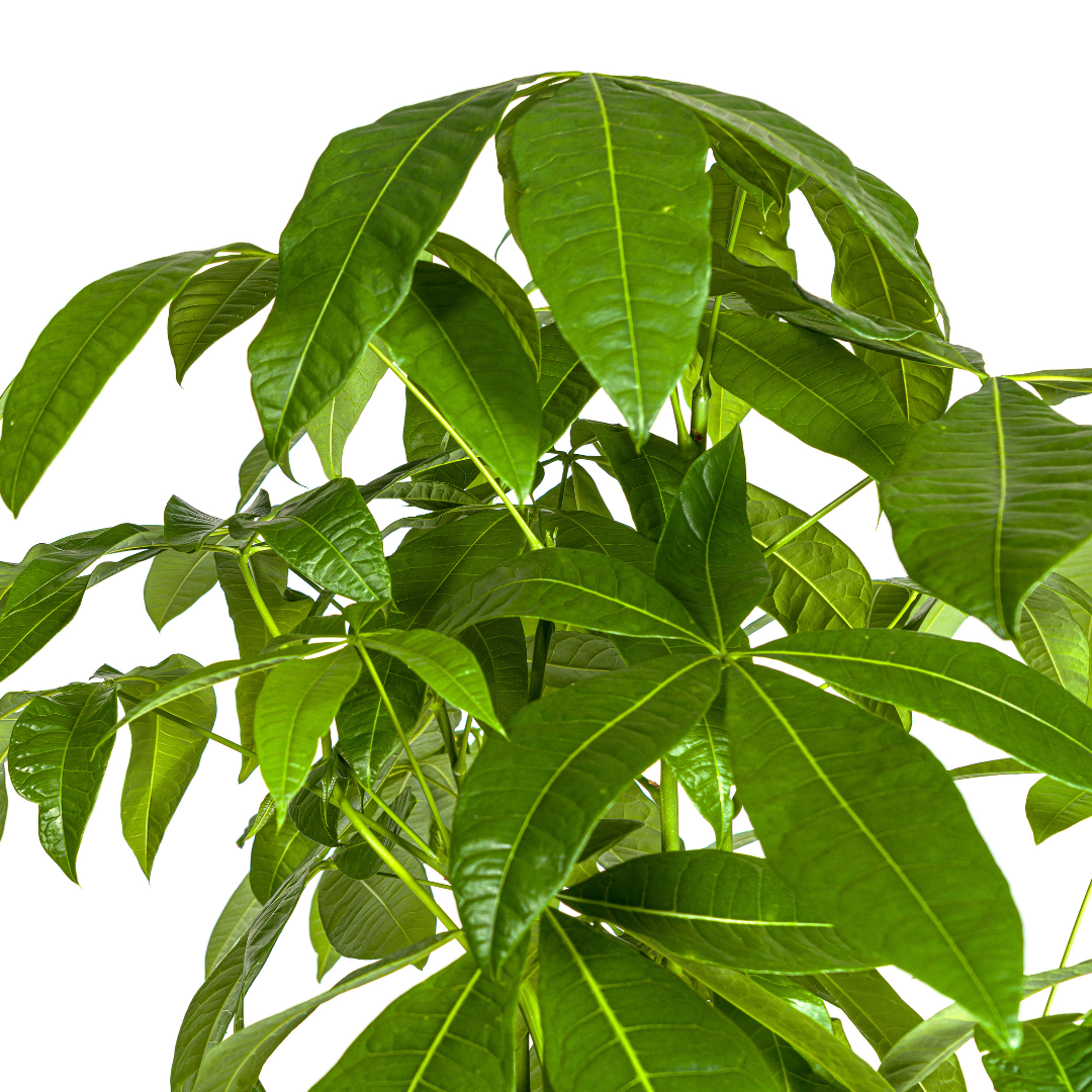 Pachira aquatica (geldboom) – Ø30 cm, 160–180 cm hoog