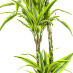 Dracaena Deremensis Lemon Lime (Drachenbaum) mit Korb – Ø24 cm, 130–150 cm hoch