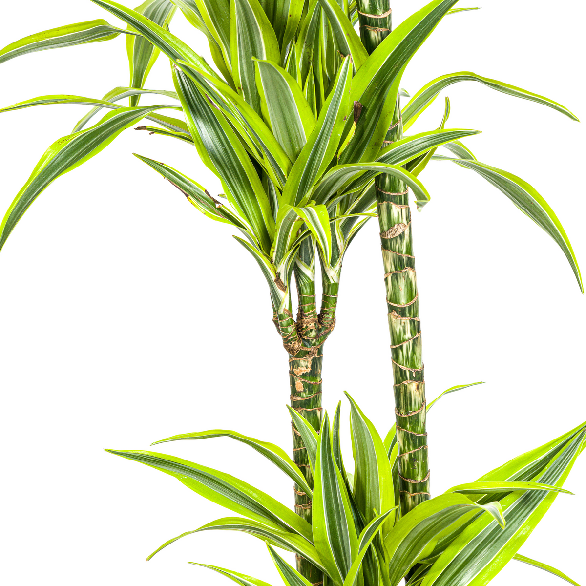 Dracaena Deremensis Lemon Lime (drakenboom) met mand – Ø24 cm, 130–150 cm hoog