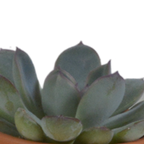 Vetplanten in terracotta pot – Ø6 cm, 13 cm hoog