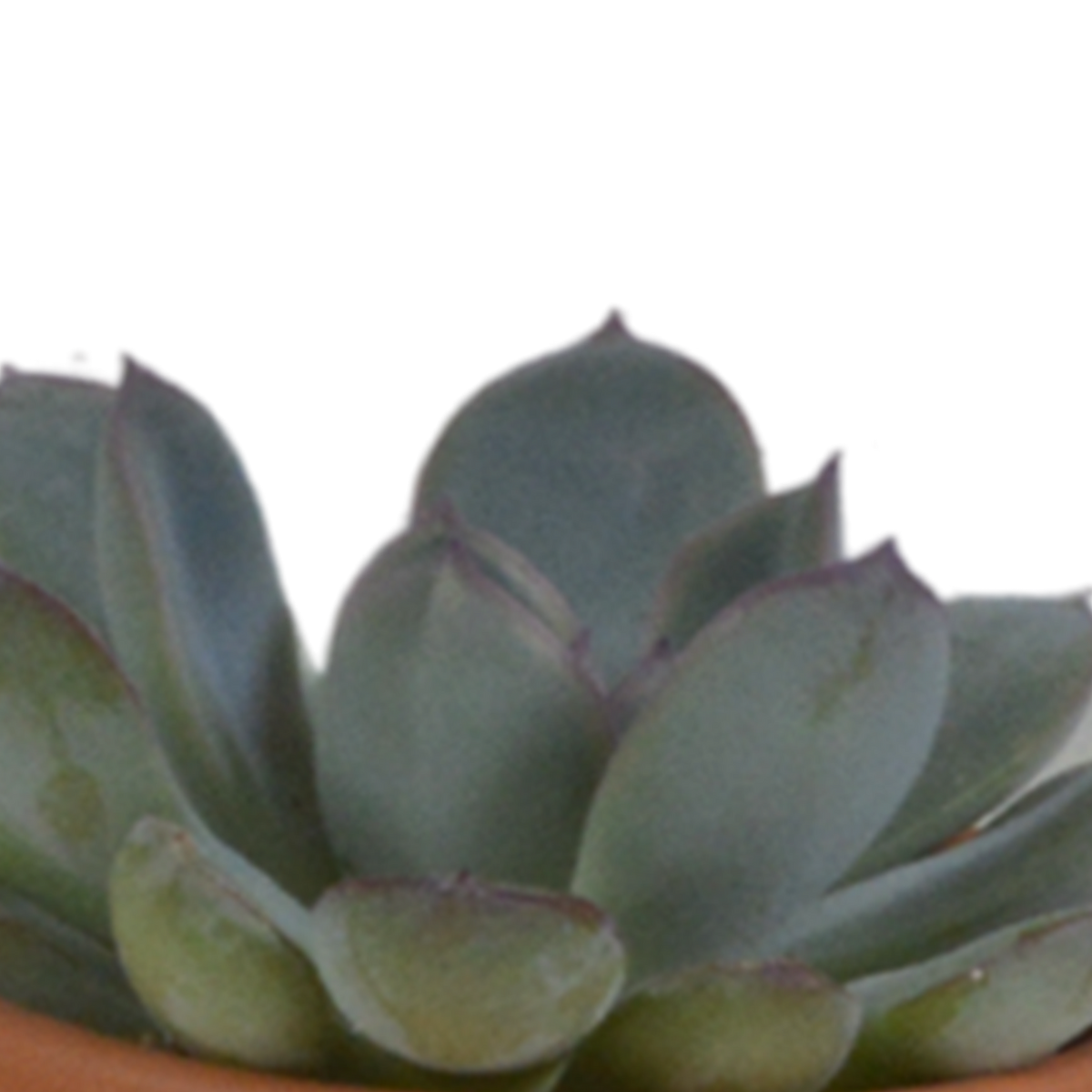 Vetplanten in terracotta pot – Ø6 cm, 13 cm hoog