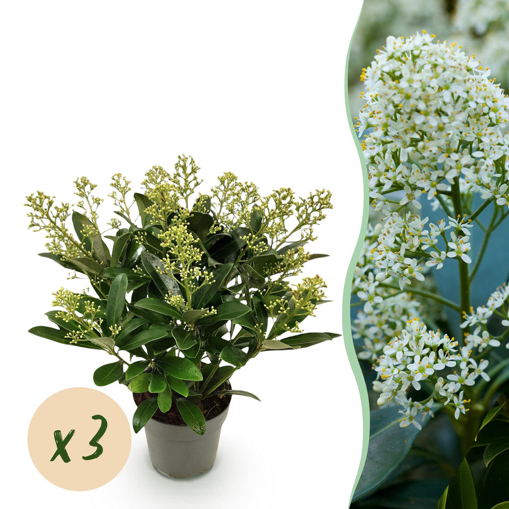 Skimmia japonica 'Finchy' – weiß – 3 Pflanzen, Ø15 cm, 30 cm hoch