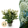 Skimmia japonica 'Finchy' – weiß – 3 Pflanzen, Ø15 cm, 30 cm hoch