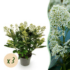 Skimmia japonica 'Finchy' – weiß – 3 Pflanzen, Ø15 cm, 30 cm hoch