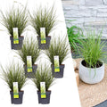 Carex brunnea variegata (brown sedge) – 6 plants, Ø14 cm, 25 cm high