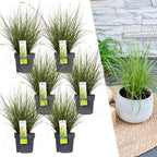 Carex brunnea variegata (brown sedge) – 6 plants, Ø14 cm, 25 cm high