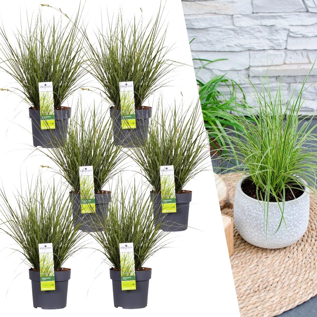 Carex brunnea variegata (Segge) – 6 Pflanzen, Ø14 cm, 25 cm hoch