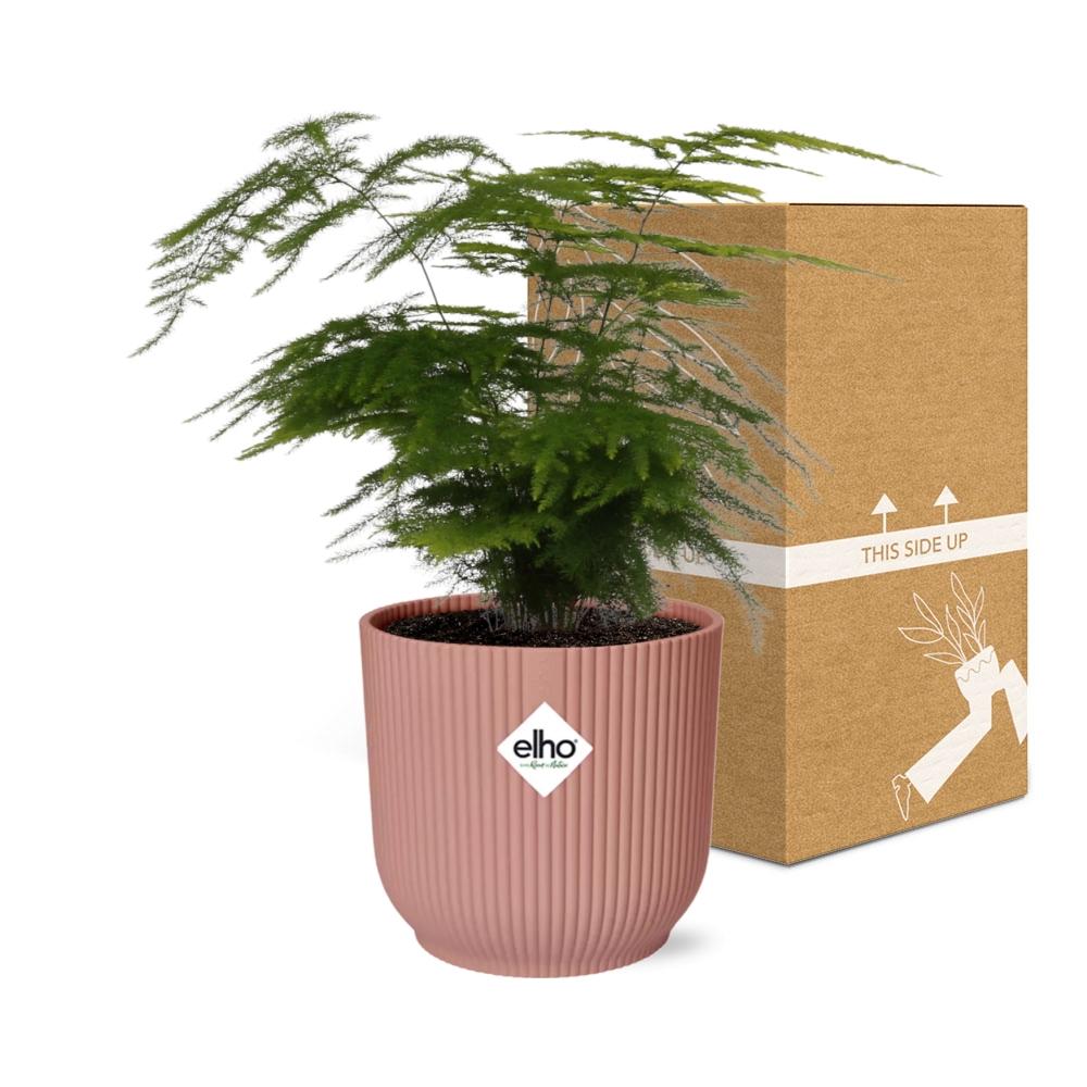 Asparagus Setaceus ‘Plumosus’ in ELHO Vibes Fold 14cm roze (asparagusvaren) – 35 cm hoog – foto 5