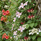 Set de plantes grimpantes Arc-en-ciel – rose clair-blanc-violet – 8 plantes, Ø9 cm, 35 cm de haut