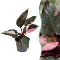 Philodendron Pink Princess Marble – Ø6 cm, 12 cm de haut