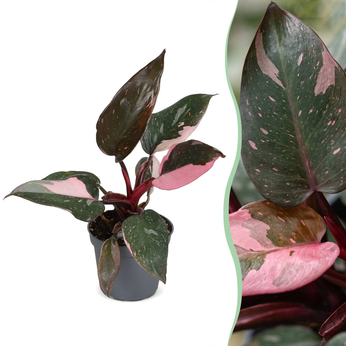 Philodendron Pink Princess Marble – Ø6 cm, 12 cm de haut