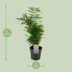 Chamaedorea elegans (Bergpalme) – Ø 17 cm, 50 cm hoch