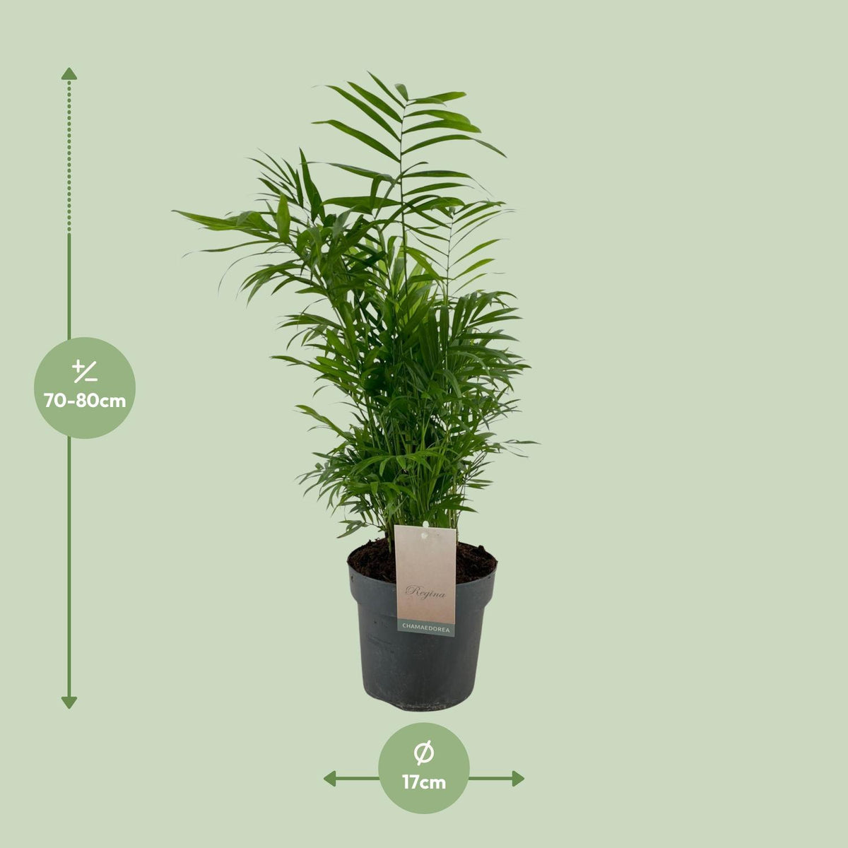 Chamaedorea elegans (Bergpalme) – Ø 17 cm, 50 cm hoch
