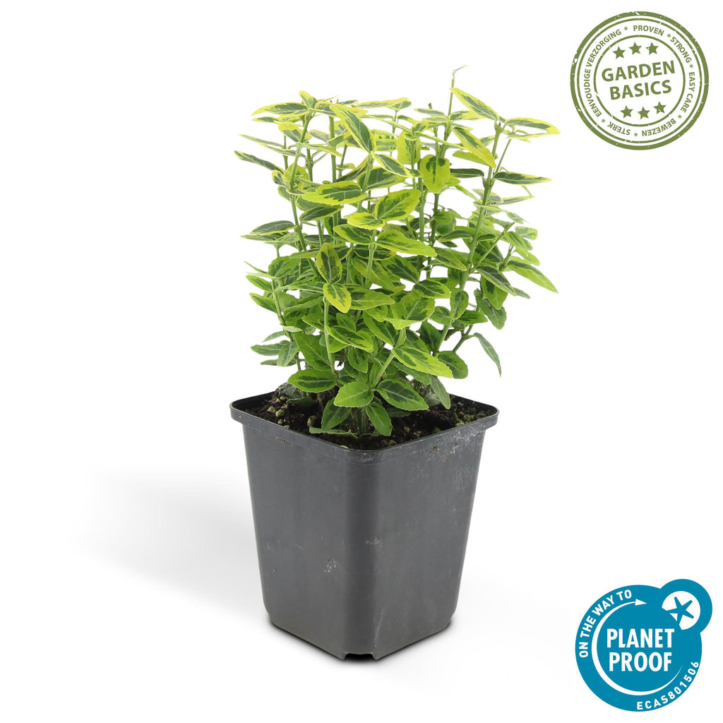 Euonymus fort. 'Emerald N Gold' (burning bush) – 6 plants, Ø9 cm, 10–25 cm high – photo 2