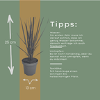Panicum virgatum 'Northwind' (herbe à doigt) – 3 plants, Ø12 cm