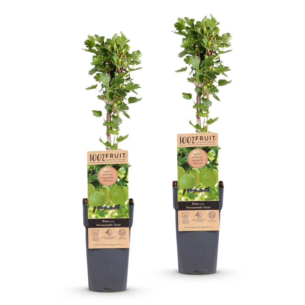 Ribes uva-crispa 'Hinnonmäki Grün' (ribes noir) – 2 plants, Ø15 cm, 50 cm de haut – photo 2