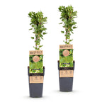 Ribes uva-crispa 'Hinnonmäki Grün' (ribes noir) – 2 plants, Ø15 cm, 50 cm de haut