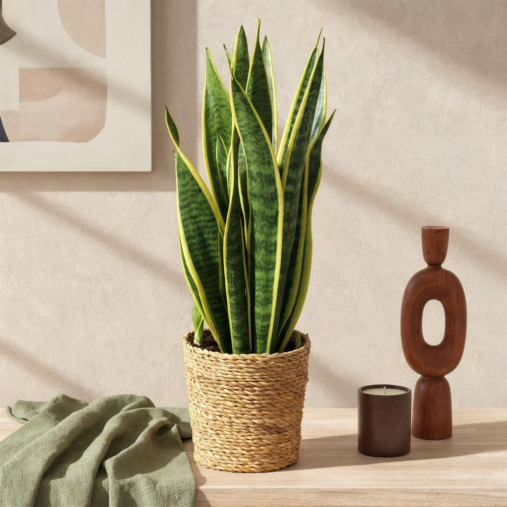 2× Sansevieria Laurentii (Svigermors skarpe tunge) med kurv – Ø17 cm, 60–70 cm høj