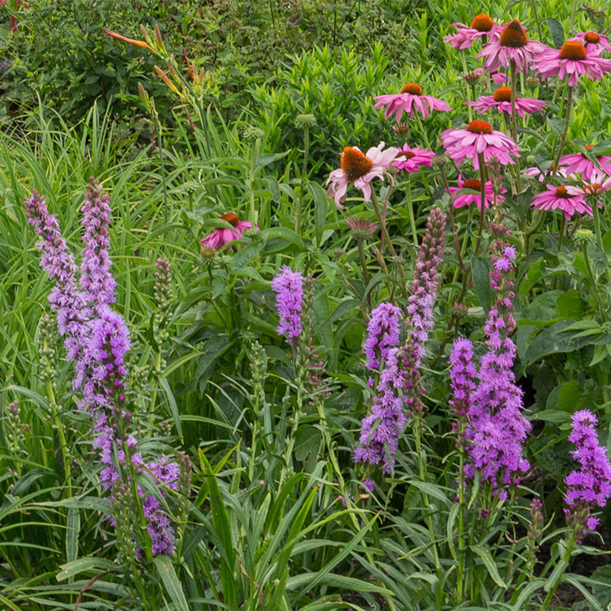 Borderpakket bijen en vlinderlokkend – 6 planten, Ø11 cm, 15–25 cm hoog