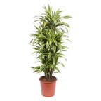 Dracaena Lemon Lime (Drachenbaum) – Ø 30 cm, 150 cm hoch