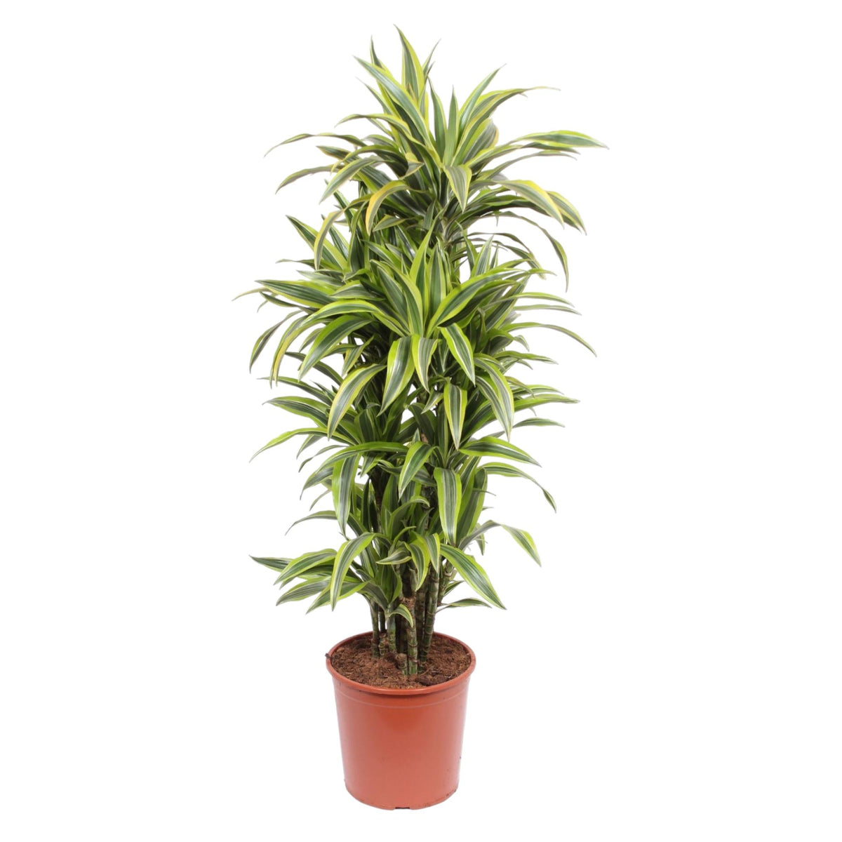 Dracaena Lemon Lime (drakenboom) – Ø30 cm, 150 cm hoog