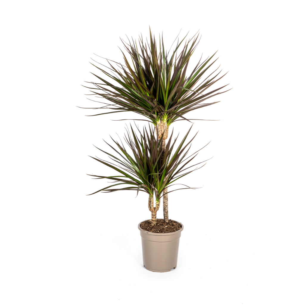 Dracaena marginata Magenta (arbre dragonnier) – Ø19 cm, 70–90 cm de haut