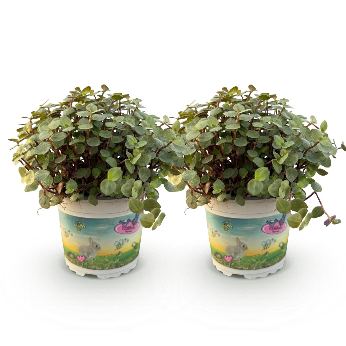 2× Callisia repens – Ø12 cm, 17–20 cm hoog