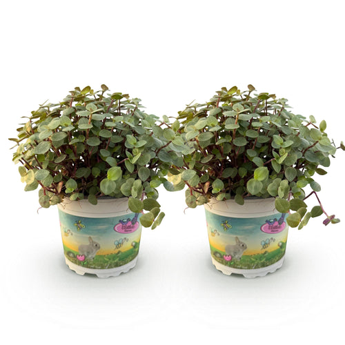 2× Callisia repens – Ø12 cm, 17–20 cm høj
