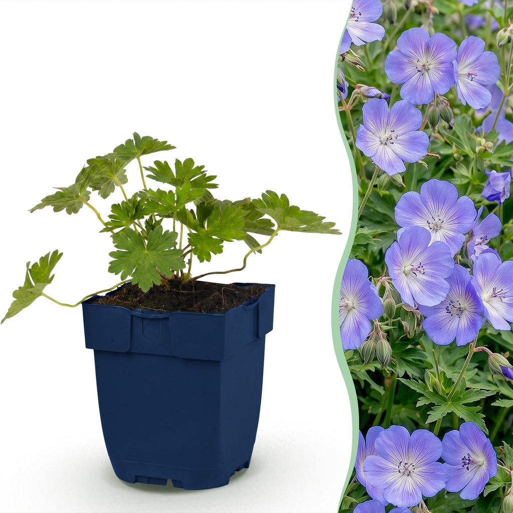 Géranium 'Rozanne' (géranium vivace) – bleu – 6 plantes, Ø11 cm, 15–25 cm de haut – photo 2