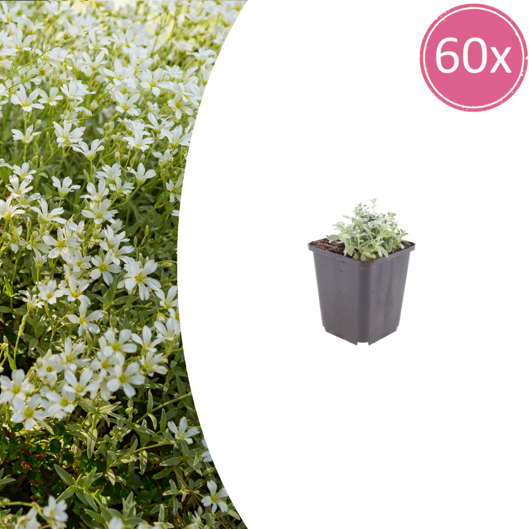 Cerastium tomentosum (viltige hoornbloem) – 60 planten, Ø9 cm, 10–25 cm hoog