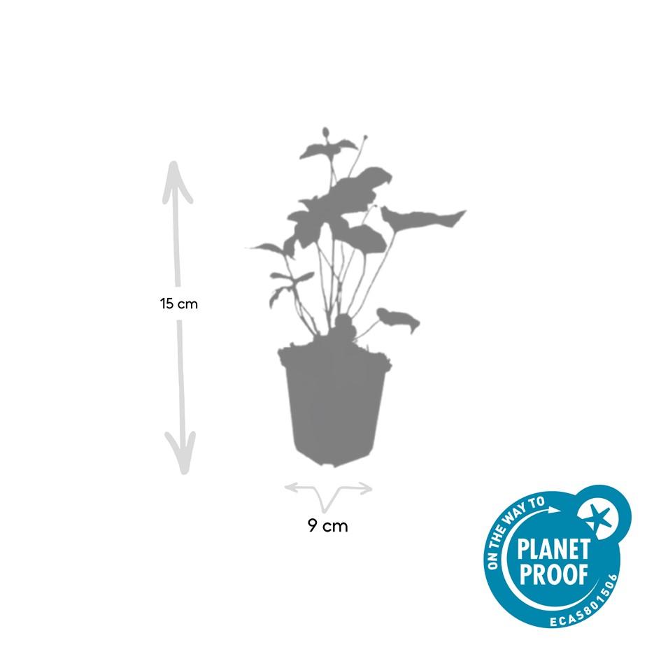 Anemone hyb. 'Honorine Jobert' (Herbstanemone) – 48 Pflanzen, Ø 9 cm, 10–25 cm hoch