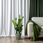 Zamioculcas (plante ZZ) – Ø21 cm, 75 cm de haut – art. 22455