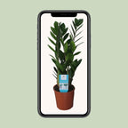 Zamioculcas zamiifolia (zz-plant) – Ø14 cm, 55 cm hoog