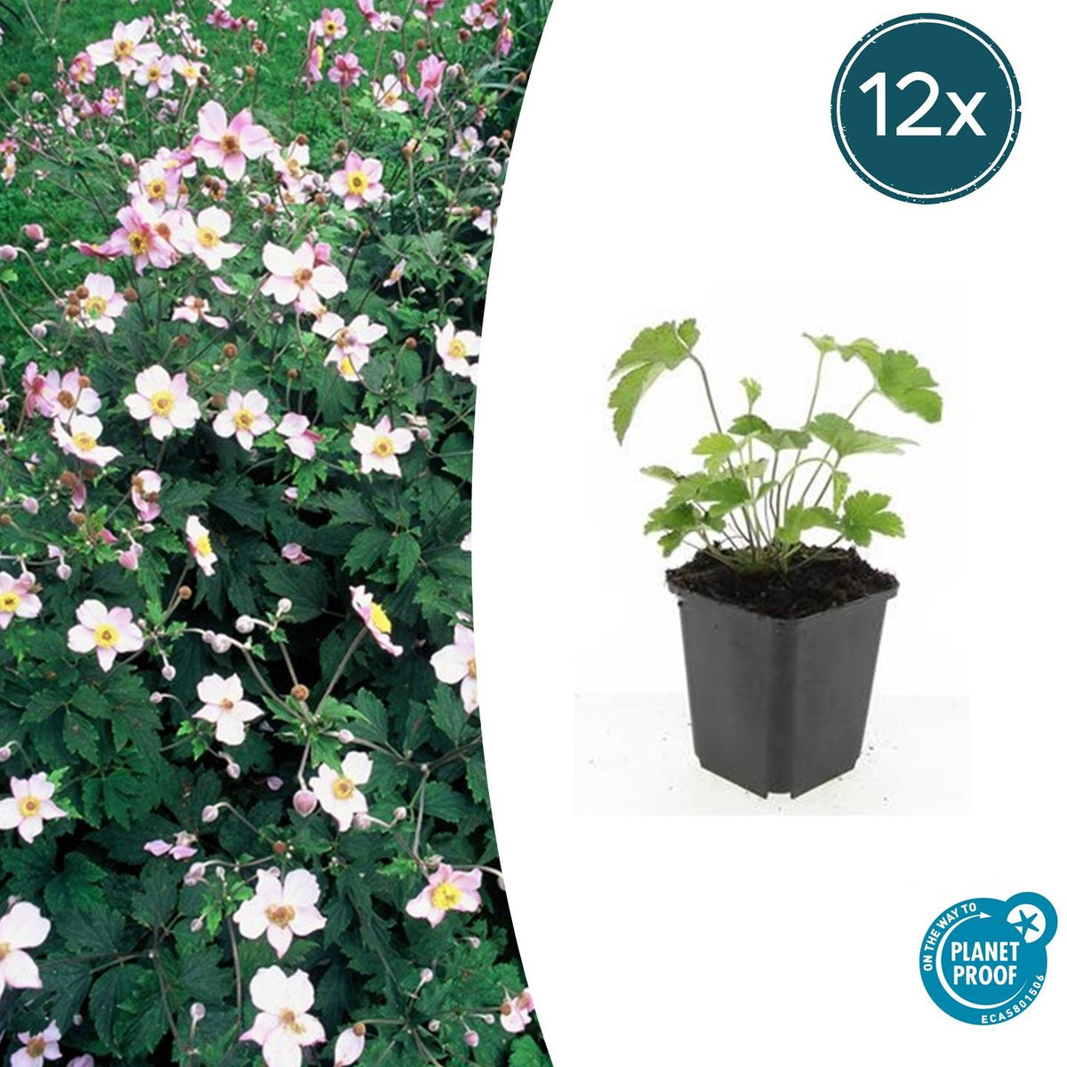 Anemone tom. 'Robustissima' (Herbstanemone) – 12 Pflanzen, Ø 9 cm, 10–25 cm hoch