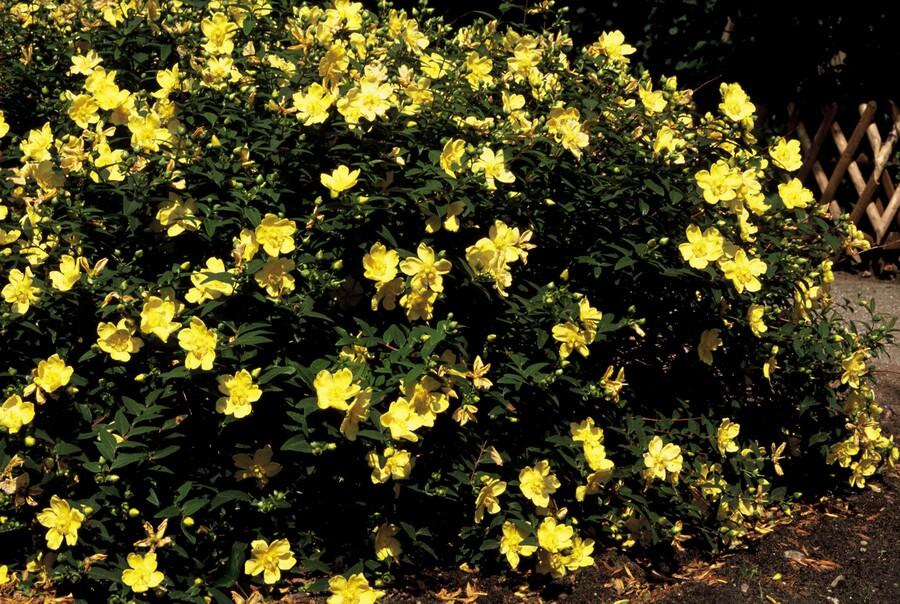 Hypericum 'Hidcote' (Johanniskraut) – 24 Pflanzen, Ø9 cm, 10–25 cm hoch – Bild 7