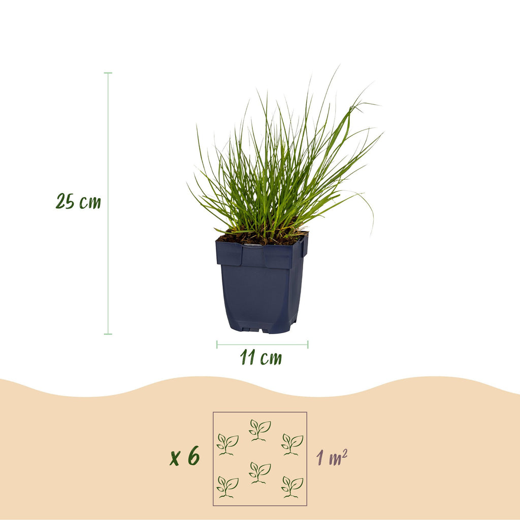 Panicum virg. 'Northwind' (Chinaschilf) – Ø11 cm, 15–25 cm hoch – Bild 3