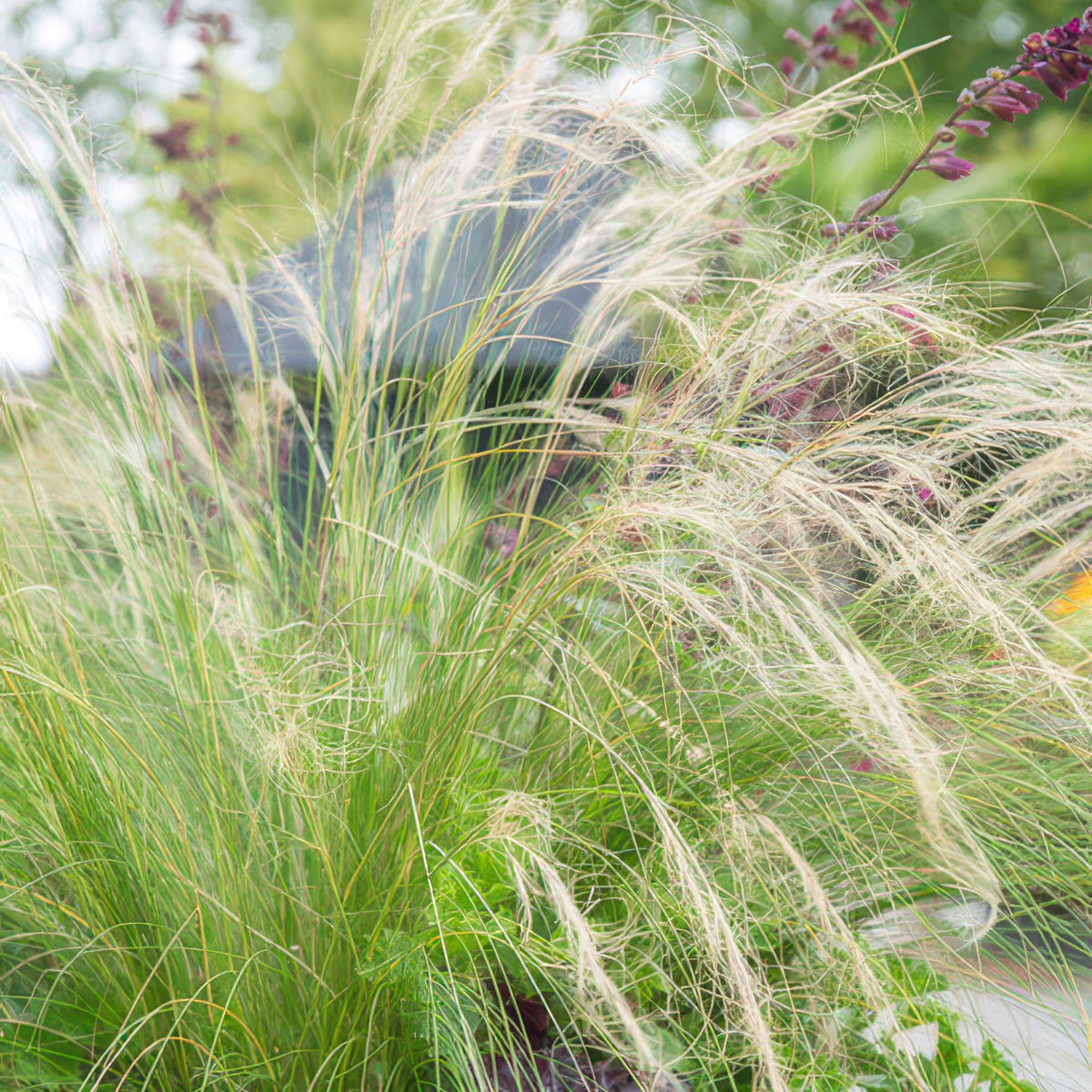 Stipa tenuissima 'Ponytails' (feather grass) – 60 plants, Ø9 cm, 10–25 cm high – photo 6