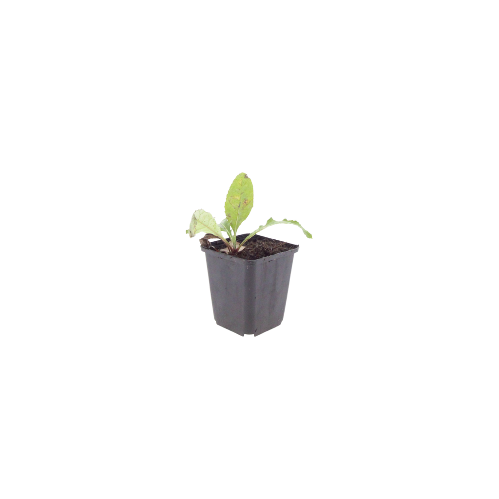 Echinops ritro (chardon à boule) – 60 plantes, Ø9 cm, 10–25 cm de haut – photo 2