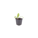 Echinops ritro (chardon à boule) – 60 plantes, Ø9 cm, 10–25 cm de haut