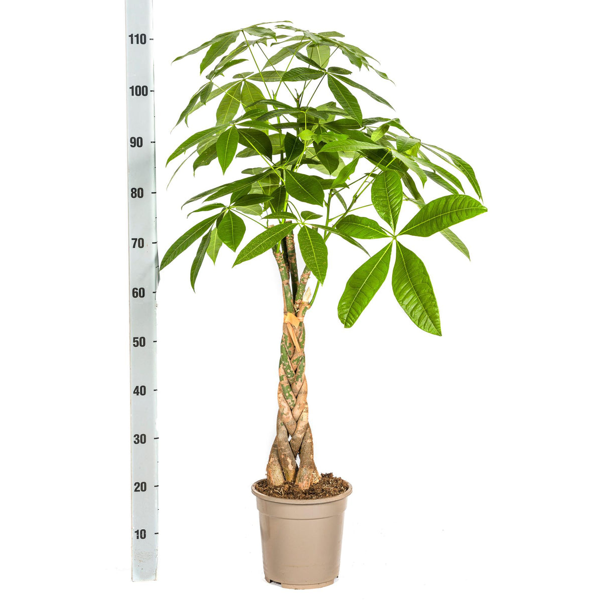 Pachira aquatica (pengaträd) – Ø21 cm, 90–110 cm hög