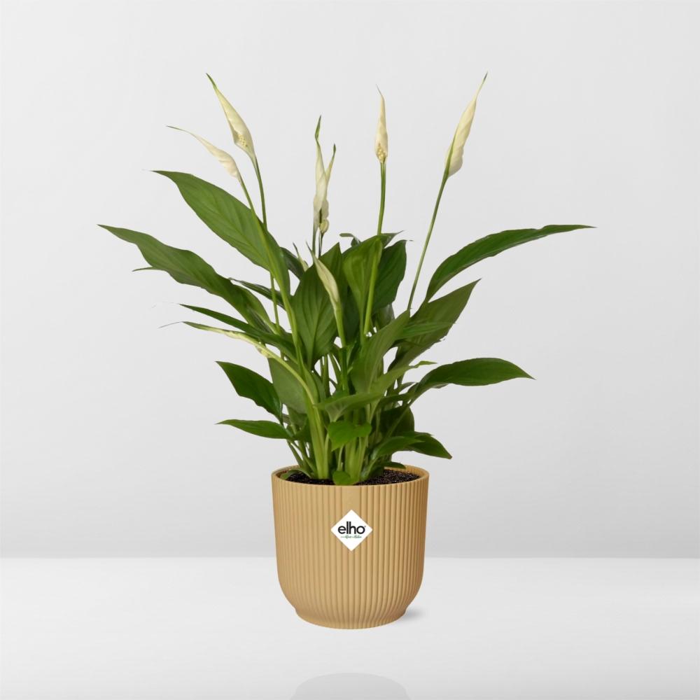 Spathiphyllum 12 Cm Torelli in ELHO Vibes Fold 14cm geel (lepelplant) – 45 cm hoog – foto 6