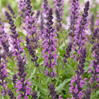 Salvia nemorosa 'Sense Deep Pink' (stäppsalvia) – rosa – 24 plantor, Ø11 cm, 15–25 cm hög
